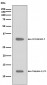 Anti-Caspase-3 p12 CASP3 Rabbit Monoclonal Antibody